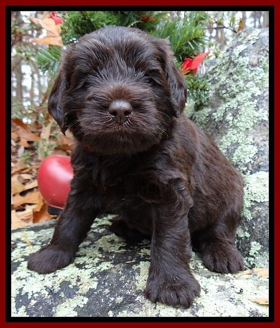 TH pups 4 wks old 181