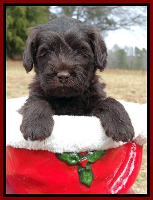 TH pups 5 weeks old 591