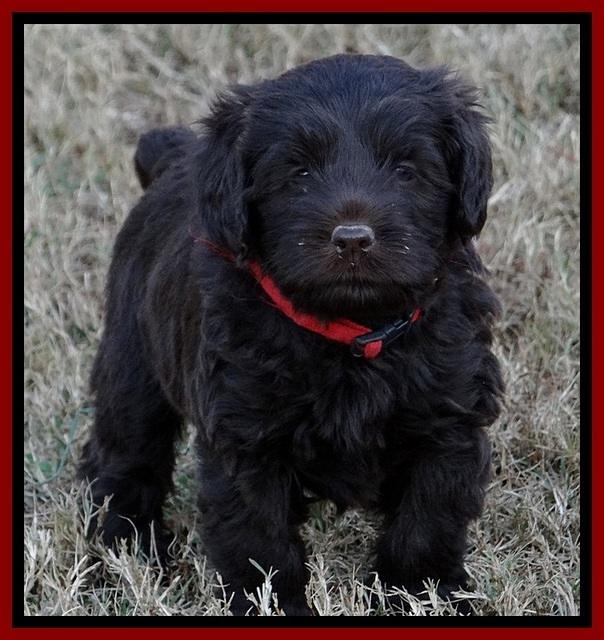 TH pups 5.5 wks old 81