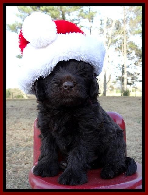 TH pups 6 wks old 181