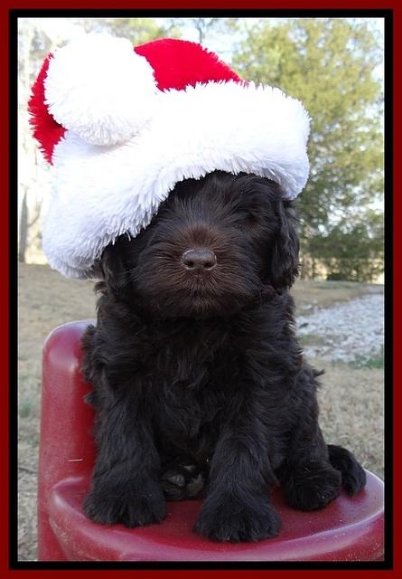 TH pups 6 wks old 201
