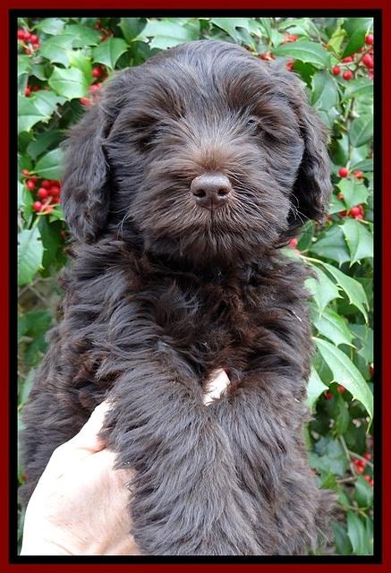 TH pups 7 weeks old 311