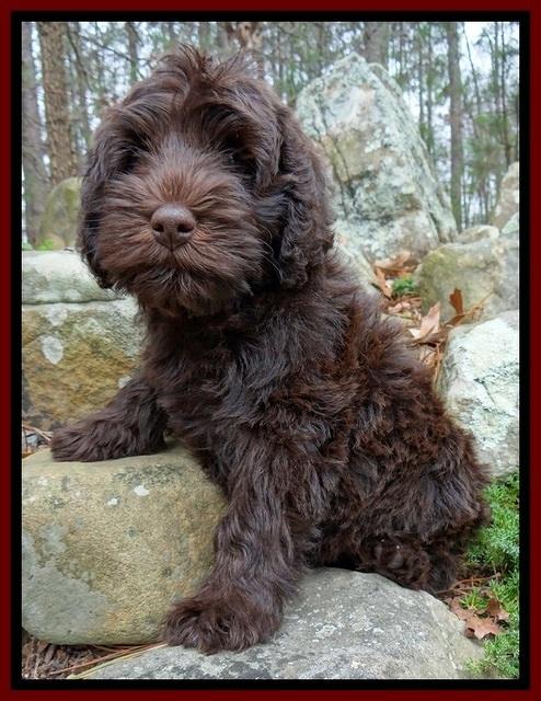 TH pups 8 wks old 17