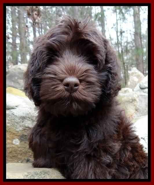 TH pups 8 wks old 57