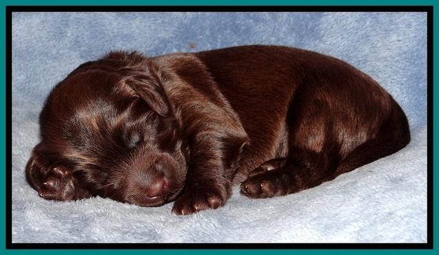 TH pups 1 wk old 322