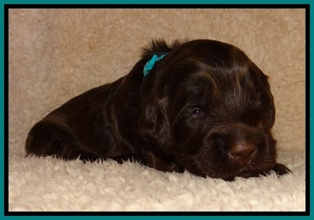 TH pups 2 wks old 301