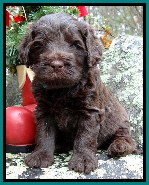 TH pups 4 wks old 521