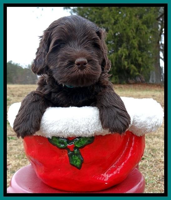 TH pups 5 weeks old 141