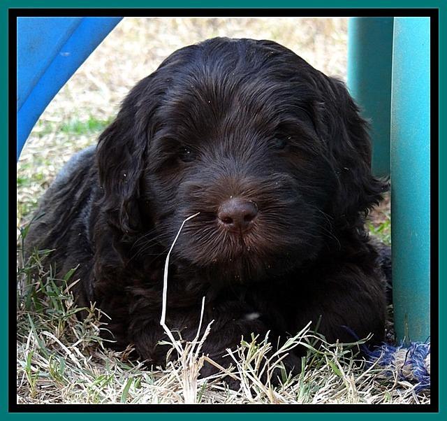 TH pups 5.5 wks old 62