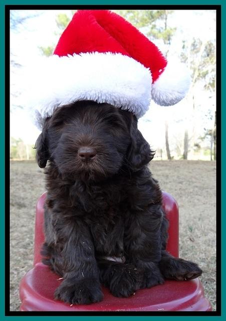 TH pups 6 wks old 11