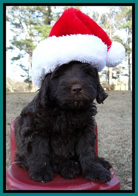 TH pups 6 wks old 21