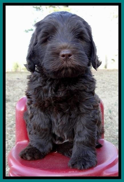 TH pups 6 wks old 31