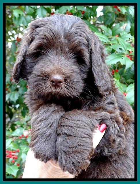 TH pups 7 weeks old 171