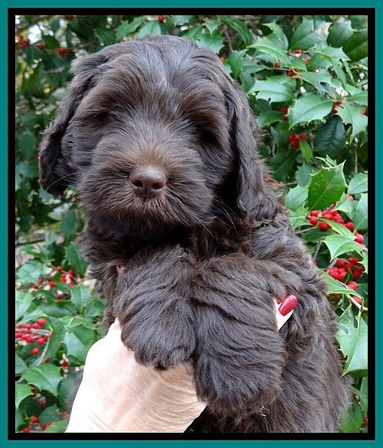 TH pups 7 weeks old 181