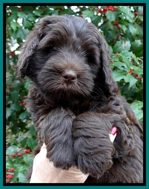 TH pups 7 weeks old 191