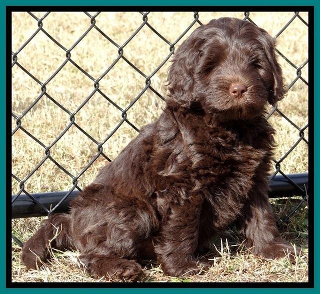 TH pups 7 weeks old 62