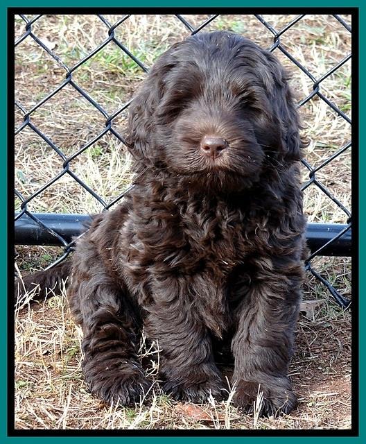 TH pups 7 weeks old 92