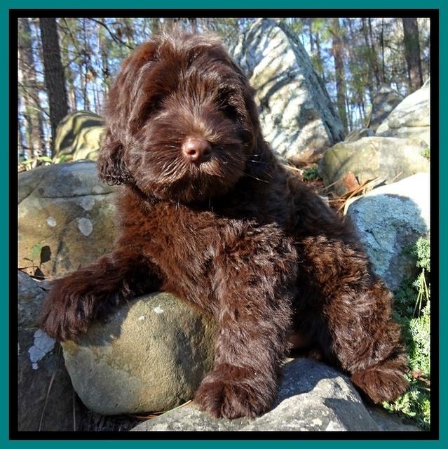 TH pups 8 wks old 15