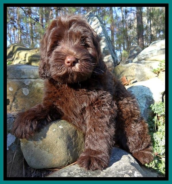 TH pups 8 wks old 25