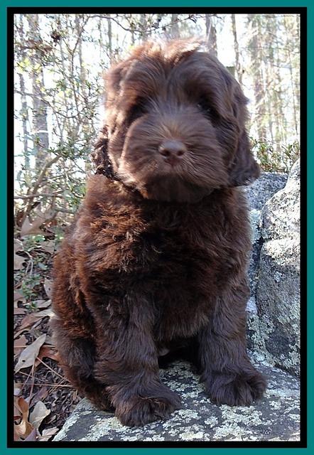 TH pups 8 wks old 35