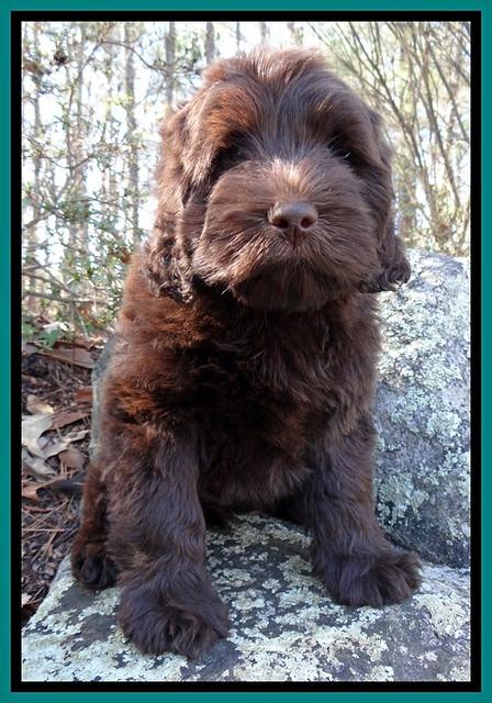 TH pups 8 wks old 65