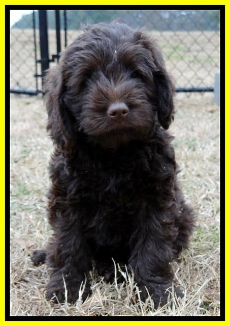 TB pups 7.2 weeks old 2!10