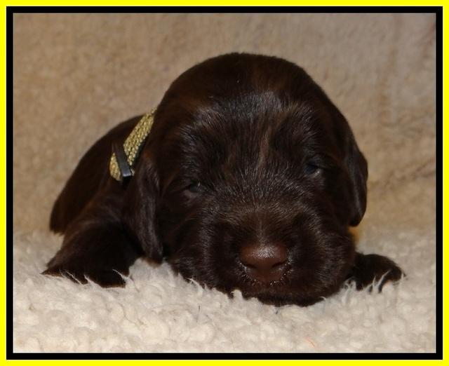 TH pups 2 wks old 211