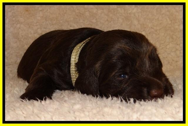 TH pups 2 wks old 221
