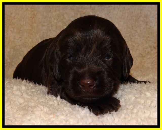 TH pups 2 wks old 231