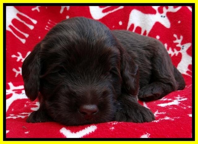 TH pups 3 wks old 311