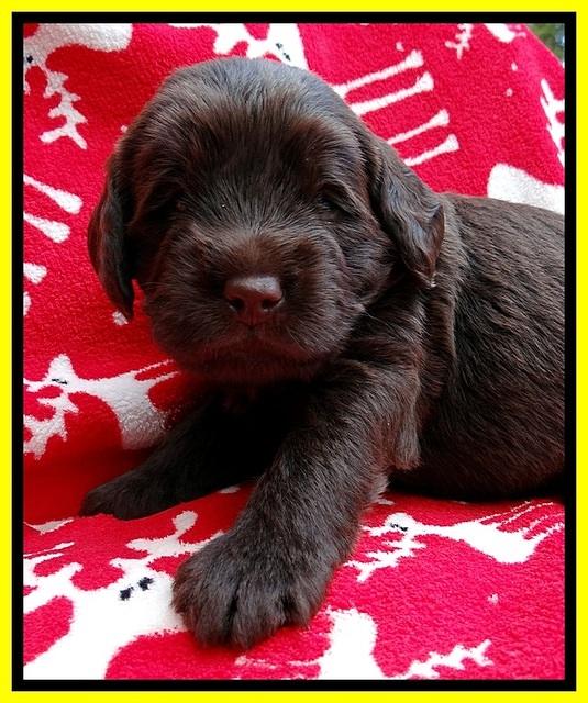 TH pups 3 wks old 321