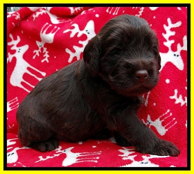 TH pups 3 wks old 331
