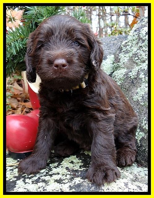 TH pups 4 wks old 351