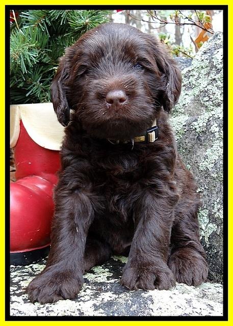 TH pups 4 wks old 371