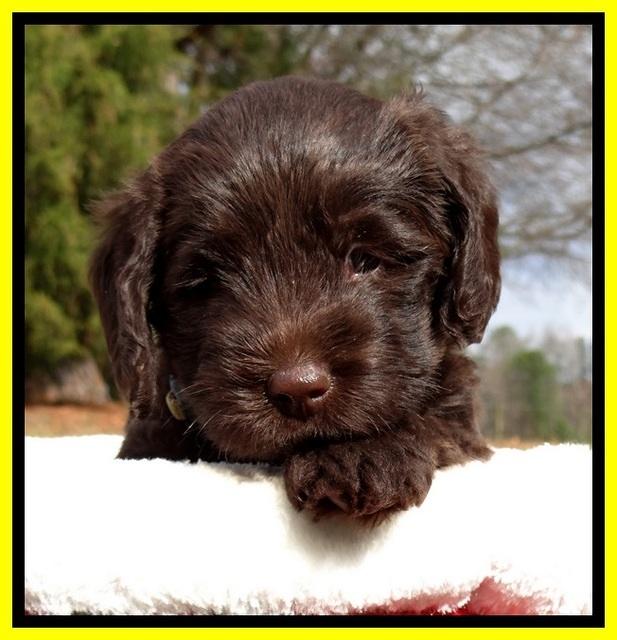 TH pups 5 weeks old 711