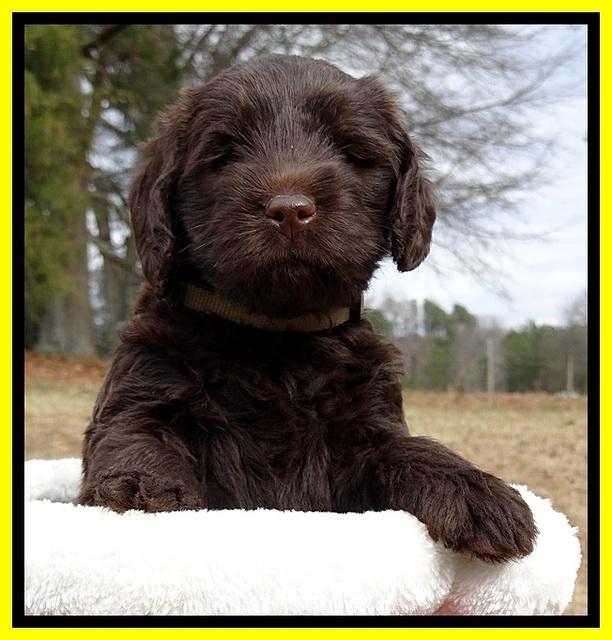 TH pups 5 weeks old 731