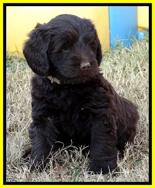 TH pups 5.5 wks old 1 3