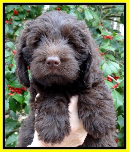 TH pups 7 weeks old 231