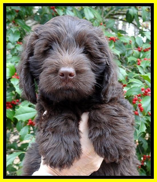 TH pups 7 weeks old 241