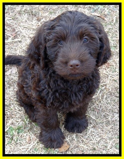 TH pups 8 wks old 43
