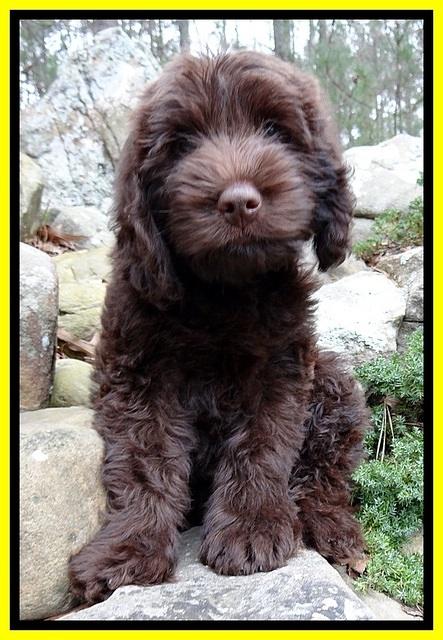 TH pups 8 wks old 77