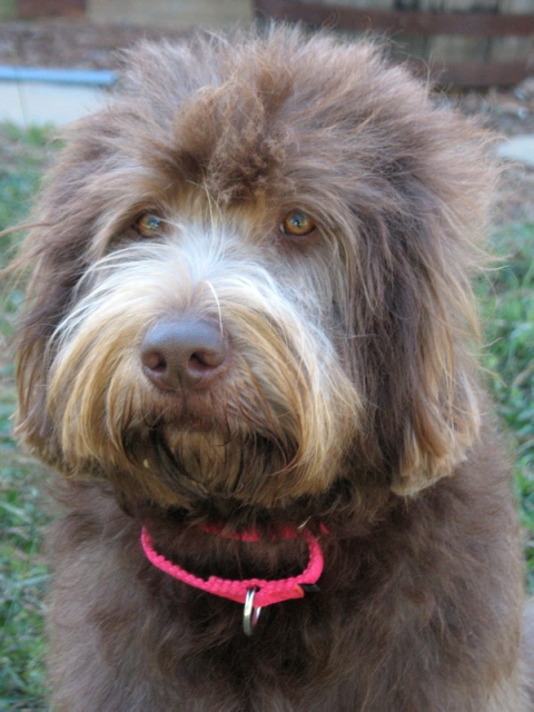 Tara 18 mos old 11 08 006