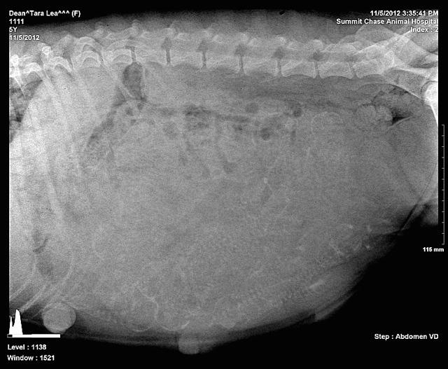 Tara preg xrays 4