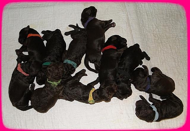 TH pups 1 day old group