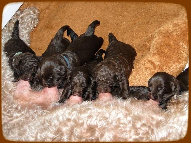 TH pups 2 wks old 36