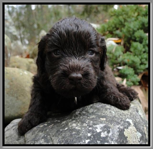 TH pups 3 wks old 31