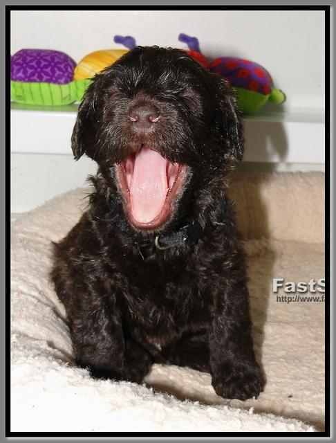 TH pups 3 wks old 62