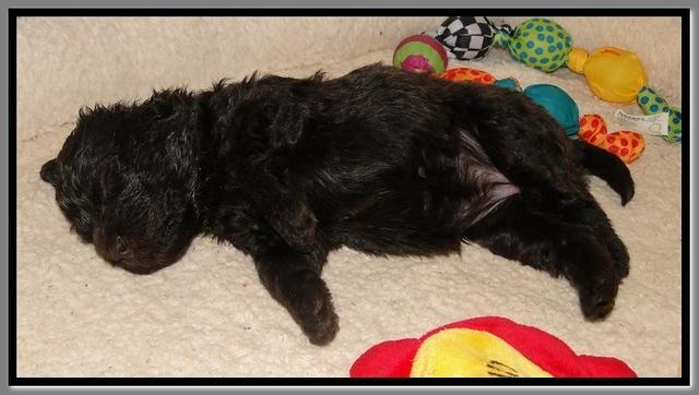 TH pups 3 wks old 63