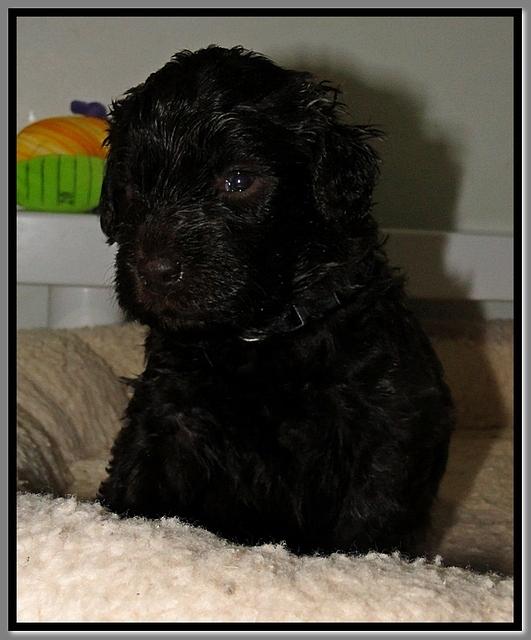 TH pups 3 wks old 64