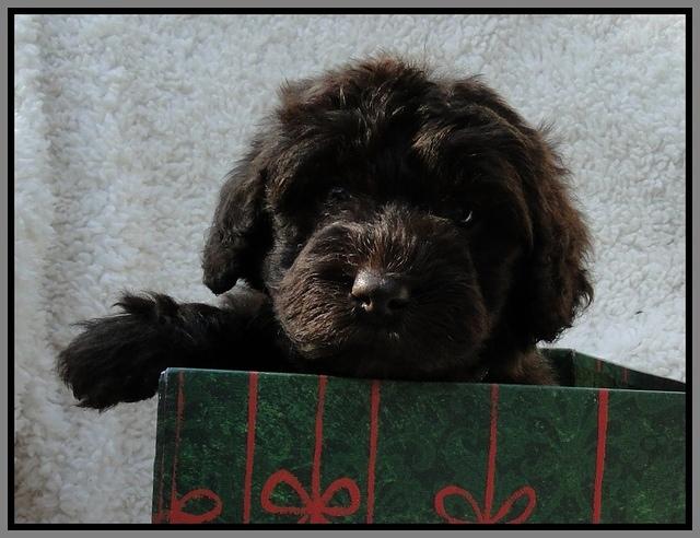 TH pups 5 wks old ab 18